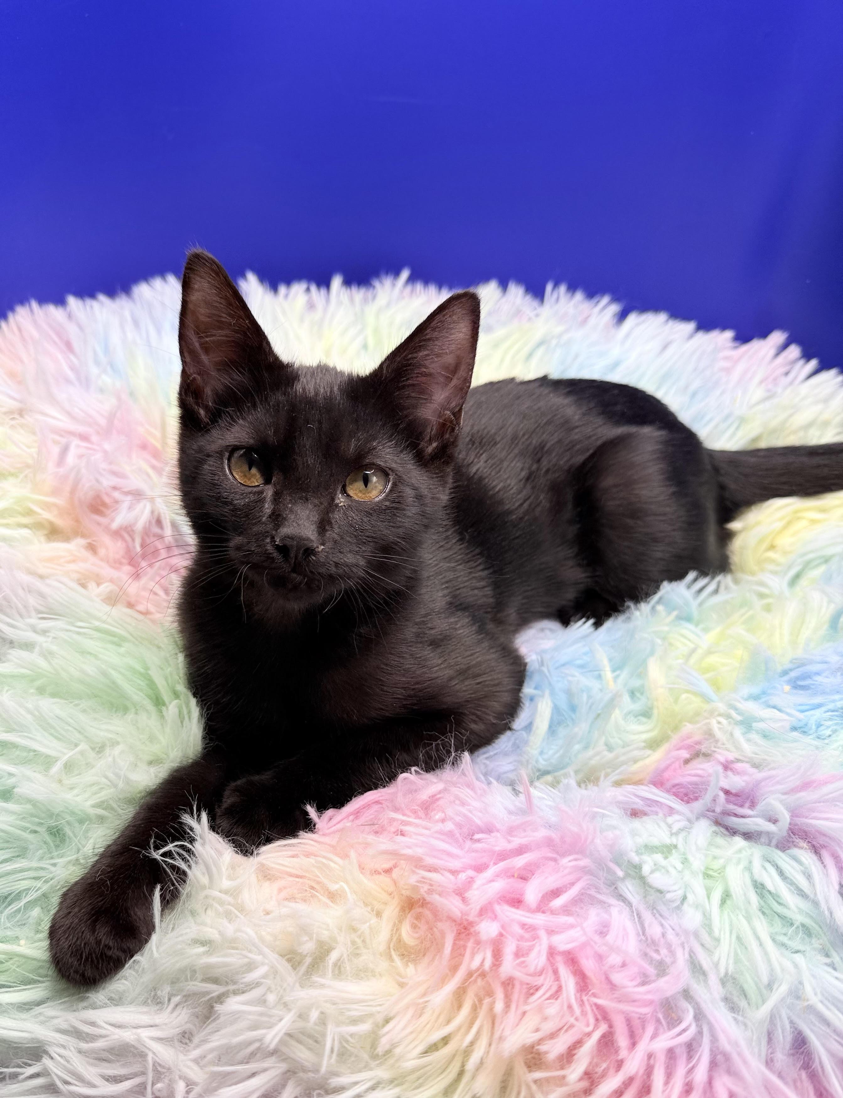 Teacup, Adoptable, Kitten Female Domestic Short Hair & Tabby.