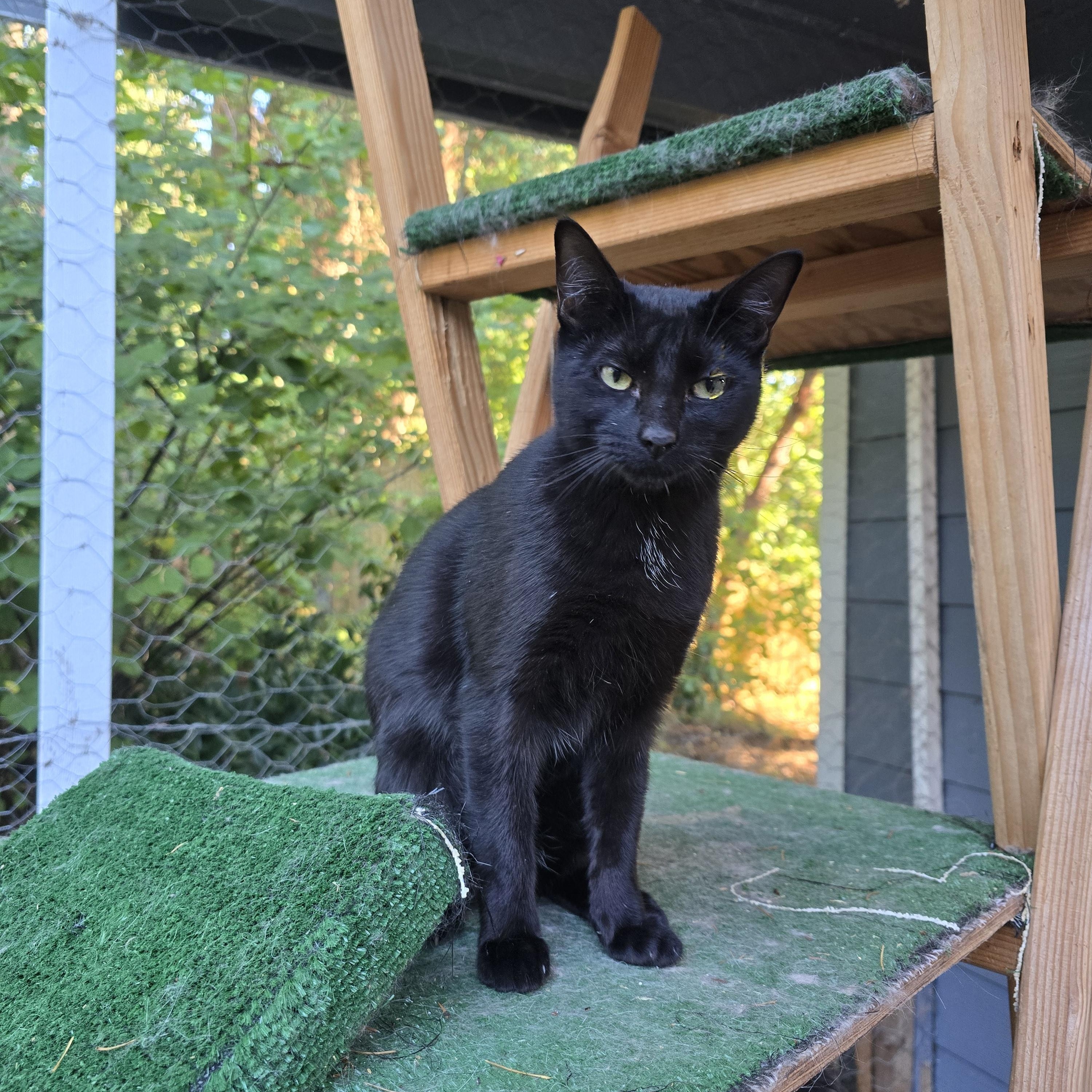 Teacup, Adoptable, Kitten Female Domestic Short Hair & Tabby.