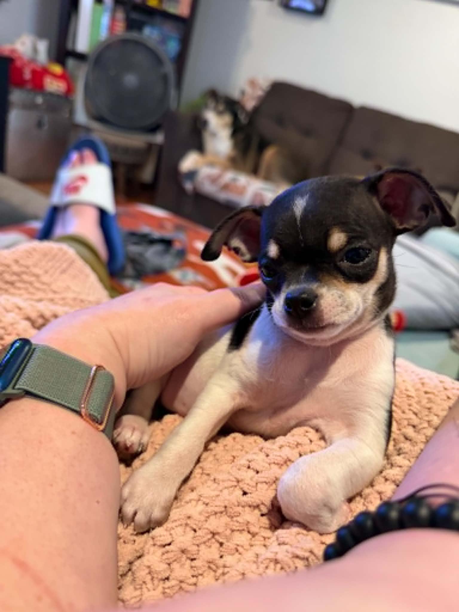 Enlarge Otis, an adopted Chihuahua in Overland Park, KS image 1/4