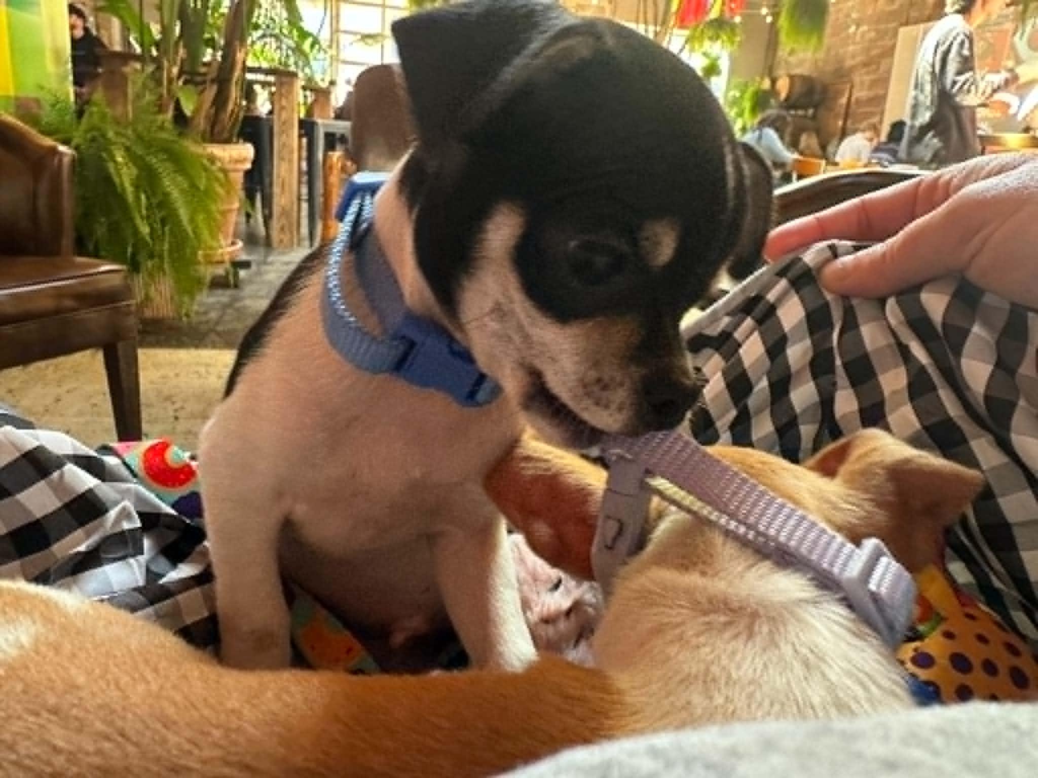 Enlarge Otis, an adopted Chihuahua in Overland Park, KS image 3/4