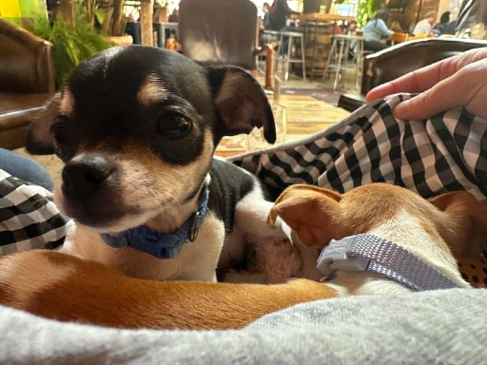 Enlarge Otis, an adopted Chihuahua in Overland Park, KS image 2/4