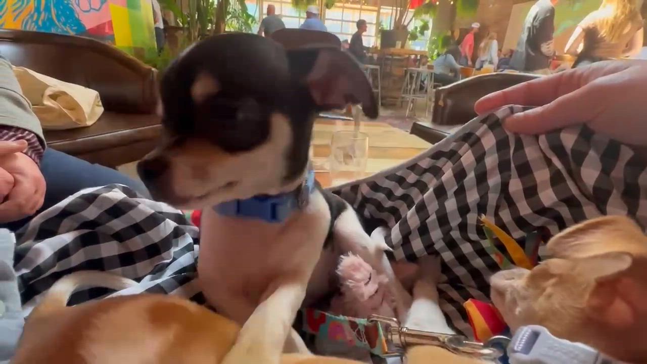 Enlarge Otis, an adopted Chihuahua in Overland Park, KS video 4/4
