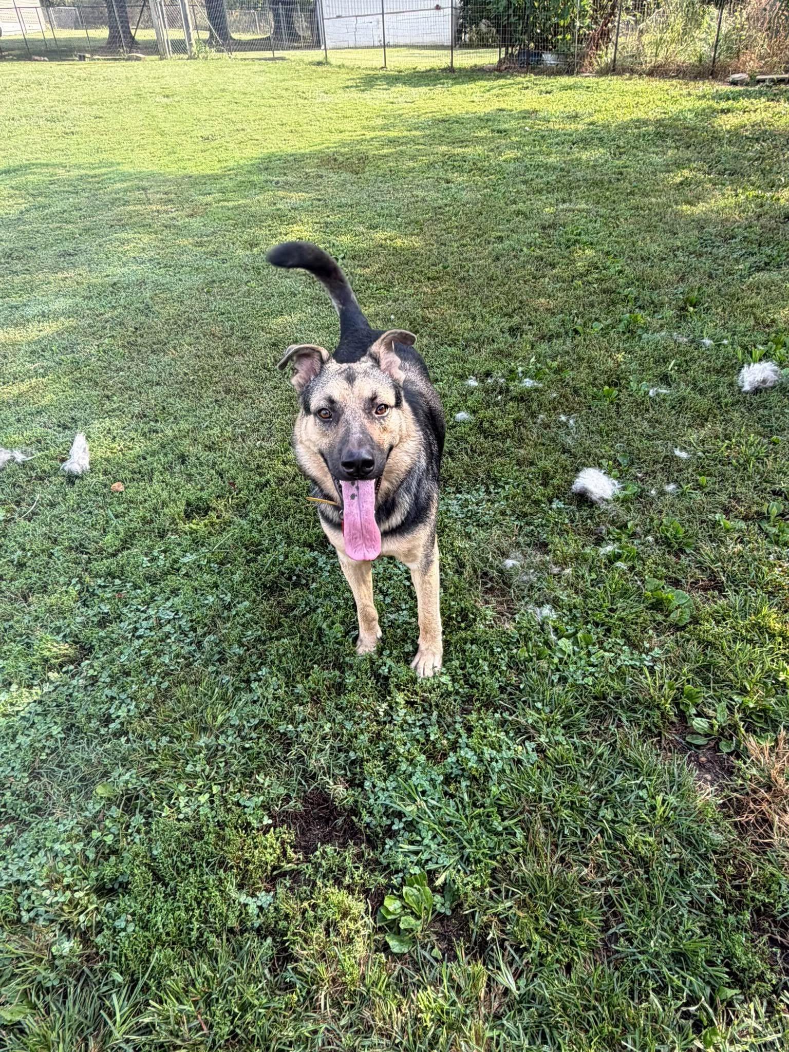 Enlarge Frankie, a Adopted mixed breed in Greeneville, TN image 3/6