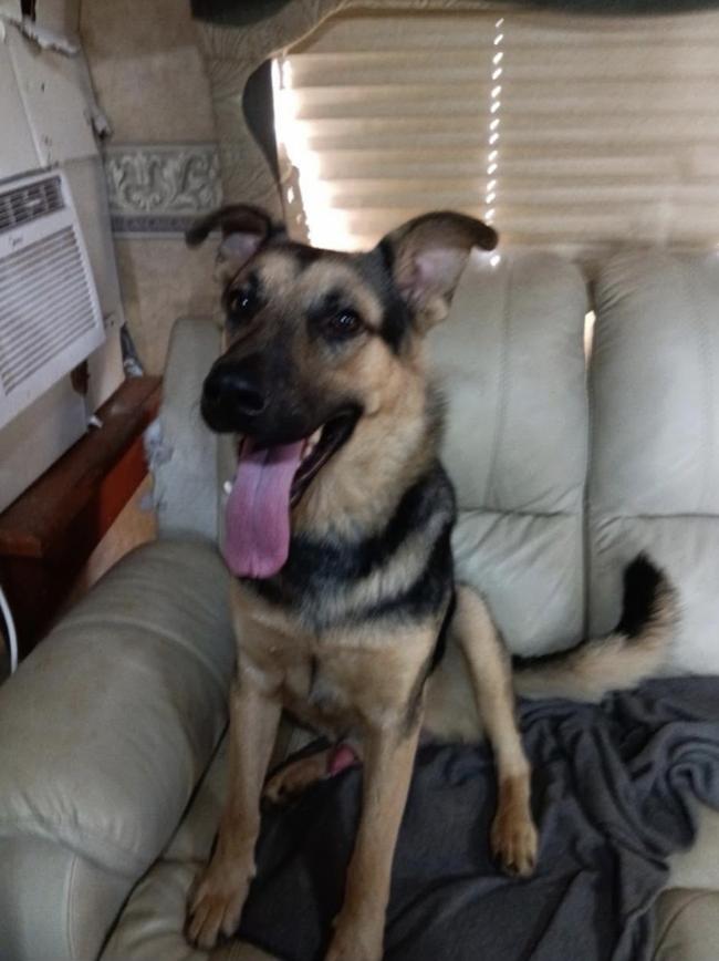 Enlarge Frankie, a Adopted mixed breed in Greeneville, TN image 5/6