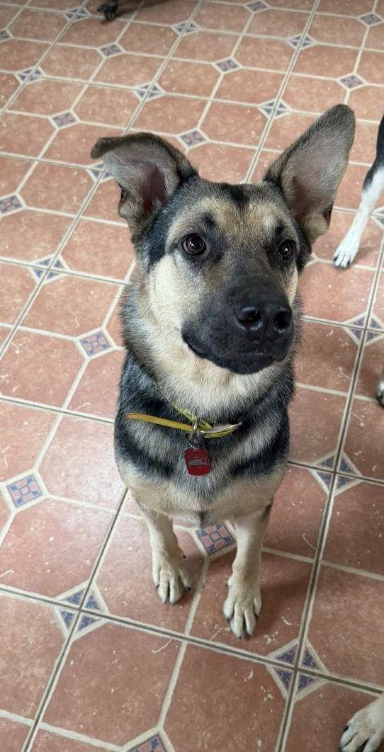 Enlarge Frankie, a Adopted mixed breed in Greeneville, TN image 2/6