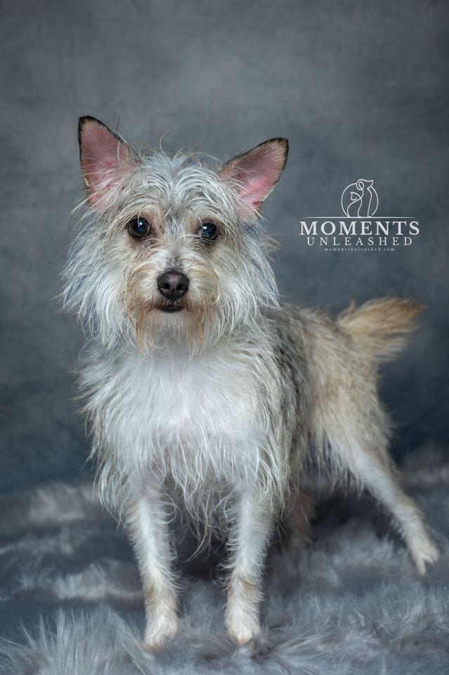 Enlarge Spook, a Adoptable mixed breed in Myakka City, FL image 3/4
