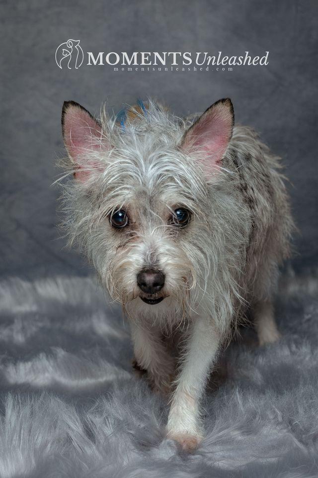 Enlarge Spook, a Adoptable mixed breed in Myakka City, FL image 4/4