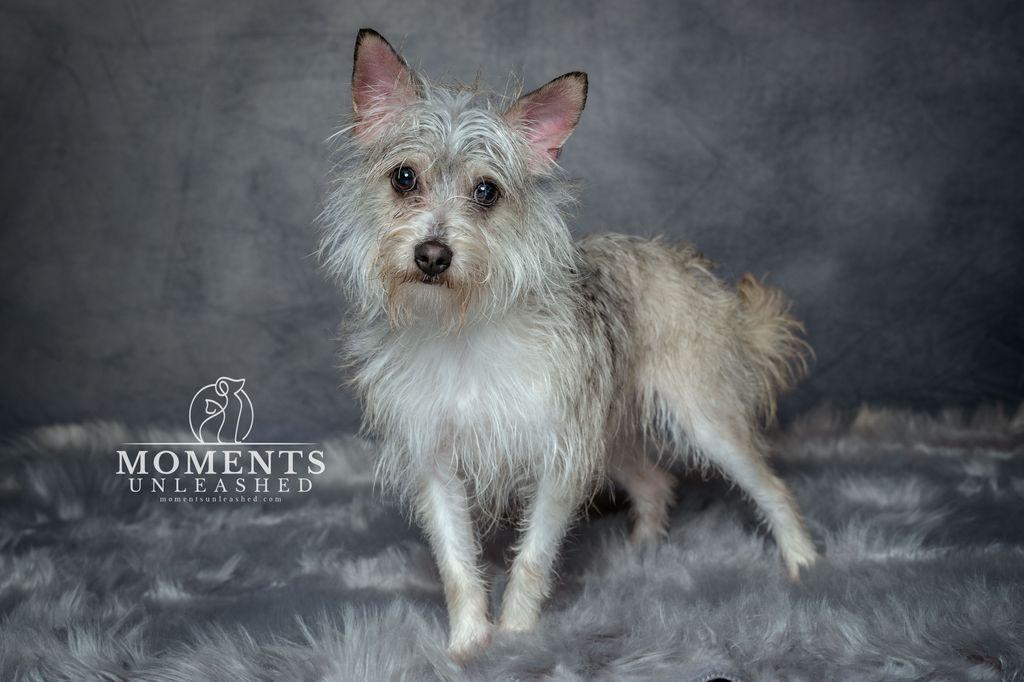 Enlarge Spook, a Adoptable mixed breed in Myakka City, FL image 1/4