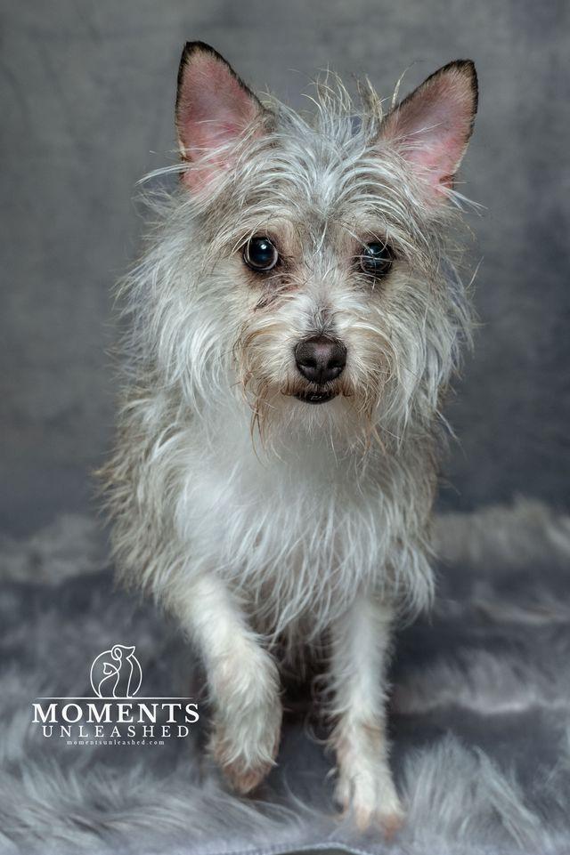 Enlarge Spook, a Adoptable mixed breed in Myakka City, FL image 2/4