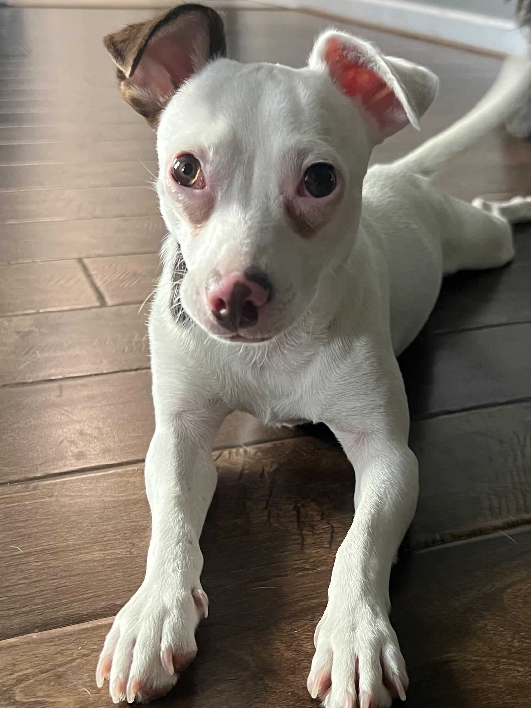 Enlarge Rabella OR14361-T, a Adoptable mixed breed in Beaverton, OR image 5/6