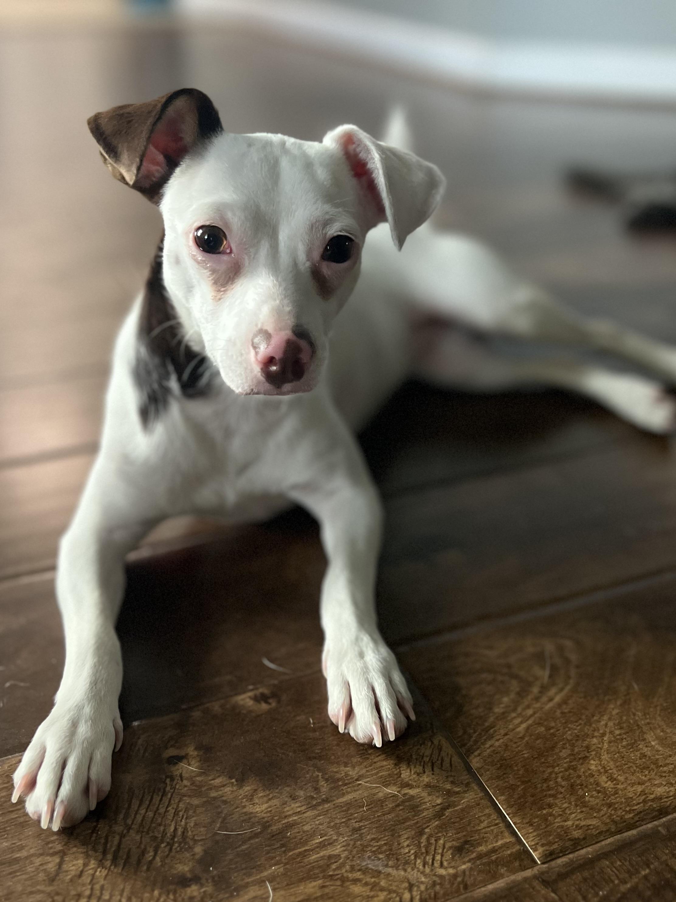 Enlarge Rabella OR14361-T, a Adoptable mixed breed in Beaverton, OR image 4/6