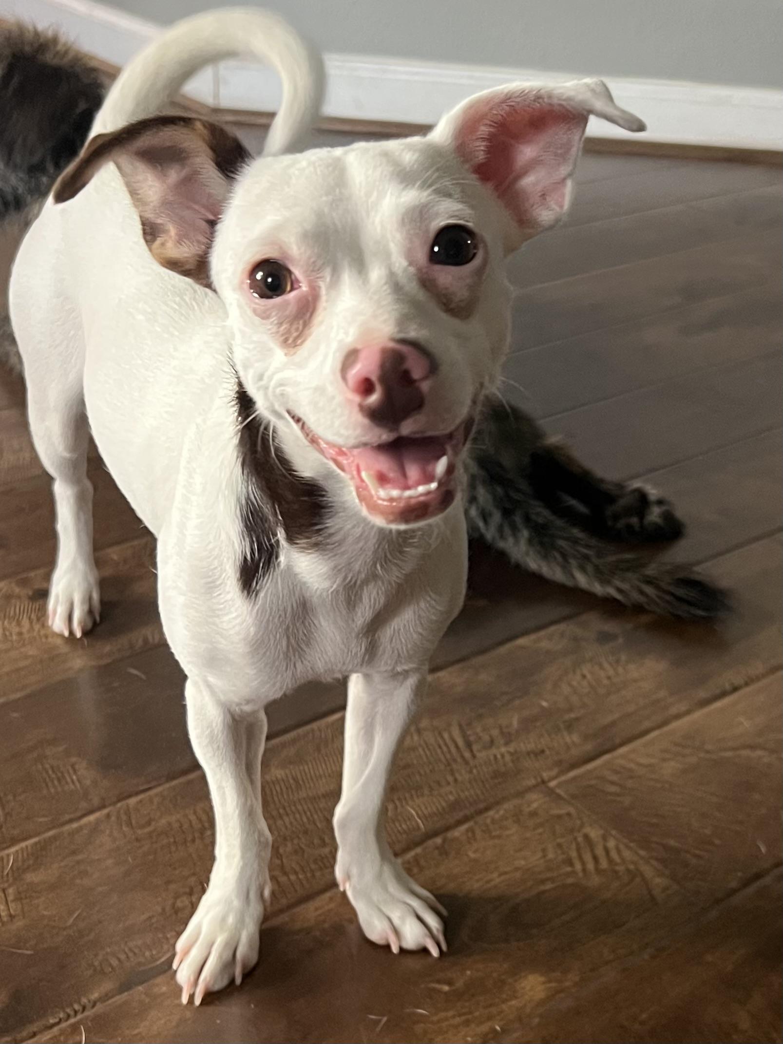 Enlarge Rabella OR14361-T, a Adoptable mixed breed in Beaverton, OR image 6/6