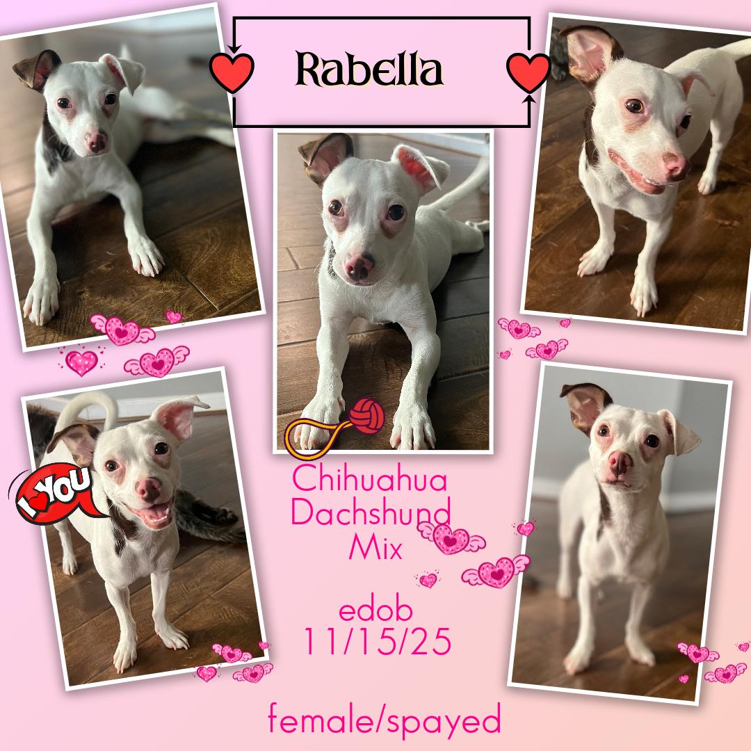 Rabella OR14361-T, Adoptable, Adult Female Chihuahua & Dachshund.