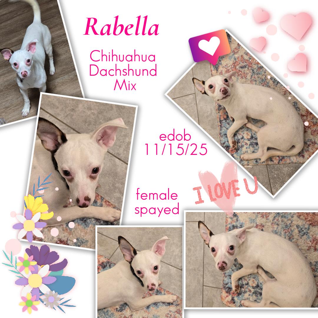 Enlarge Rabella OR14361-T, a Adoptable mixed breed in Beaverton, OR image 3/6