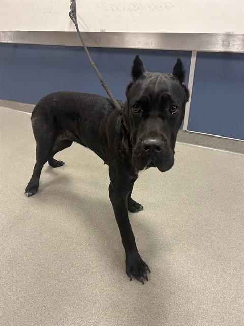 COCO, Adoptable, Young Female Cane Corso.