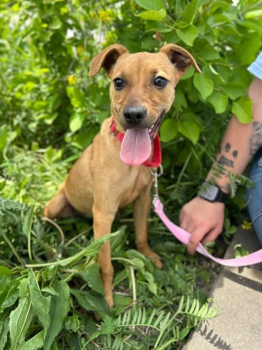 Indie, a ADOPTABLE mixed breed in Howes Cave, NY image 1/2