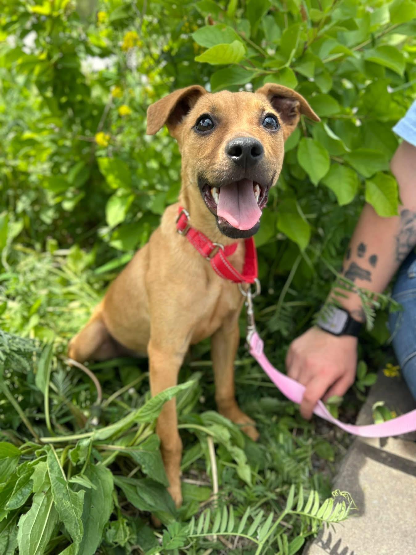 Indie, a ADOPTABLE mixed breed in Howes Cave, NY image 2/2