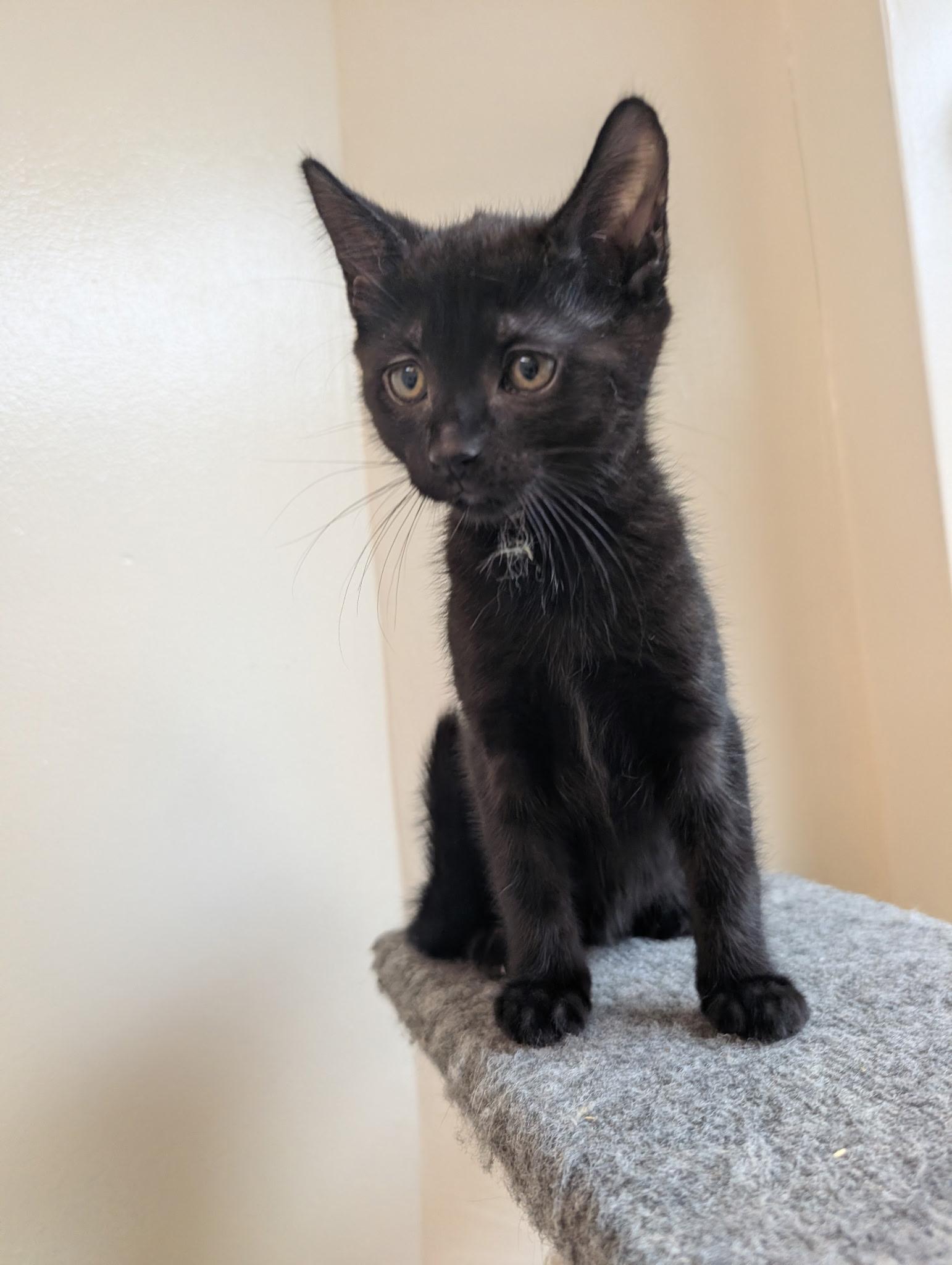 Harlow, ADOPTABLE, Kitten Female Domestic Short Hair.