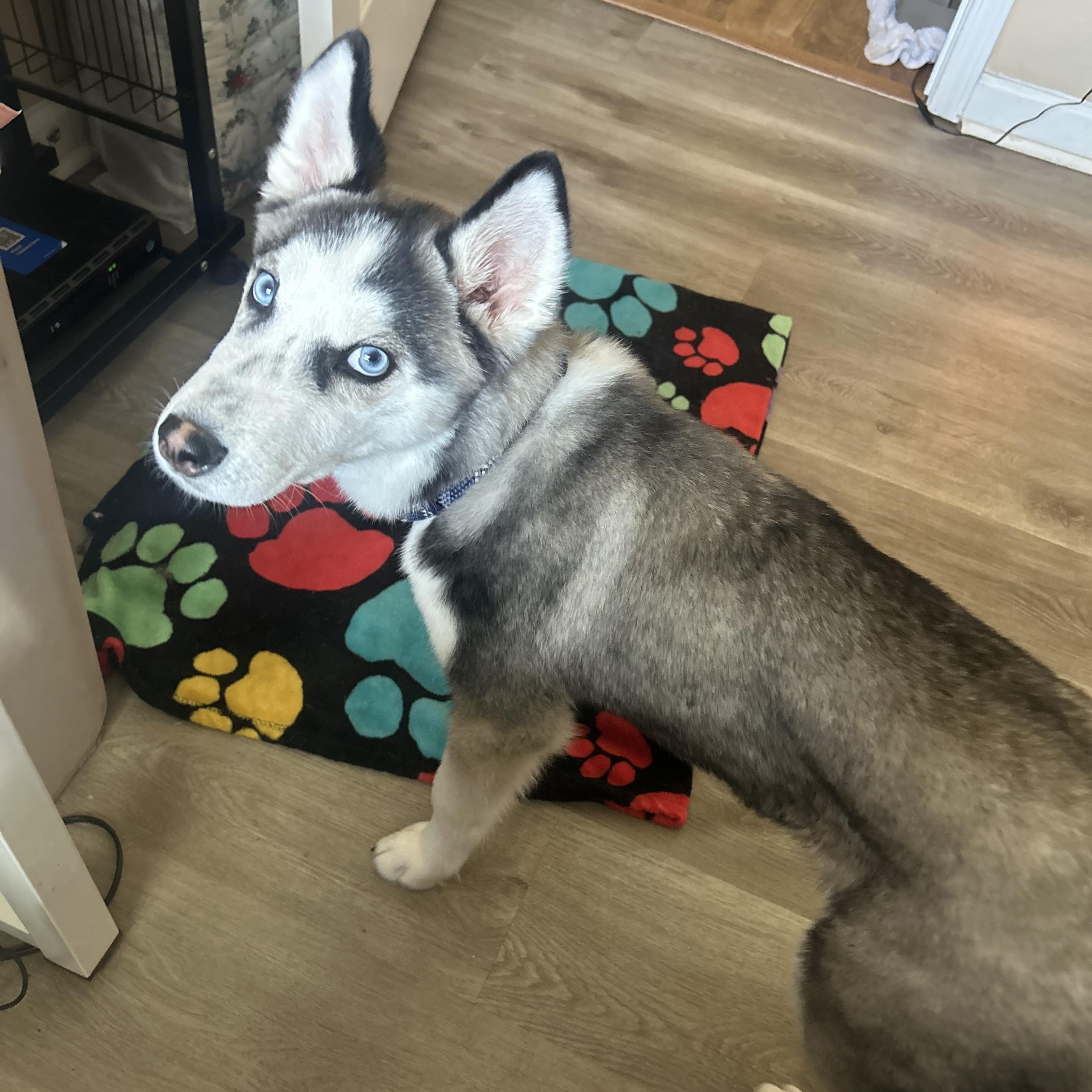 Ryder, Adopted, Puppy Male Siberian Husky.