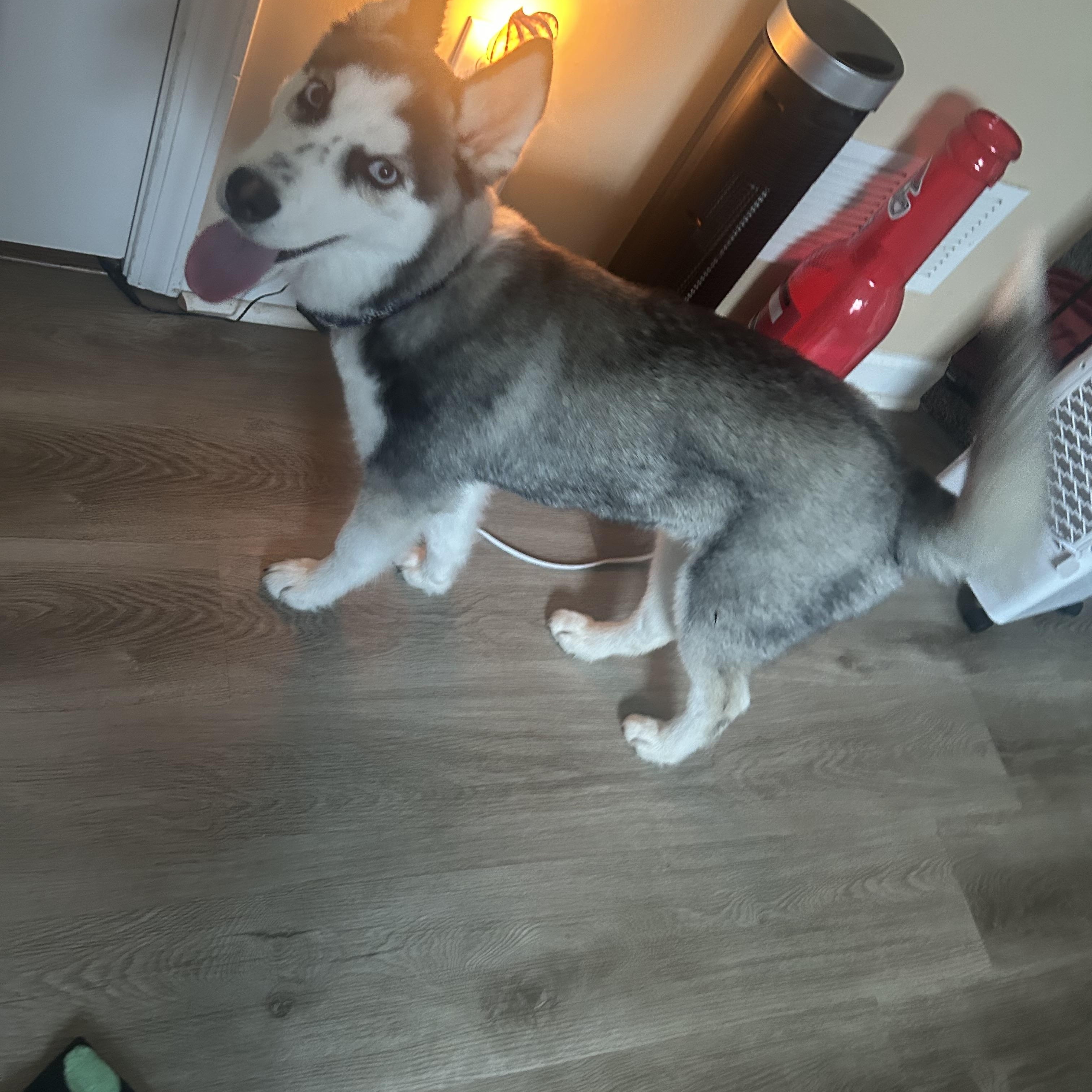 Enlarge Ryder, a Adopted Siberian Husky in Jasper, GA image 4/5