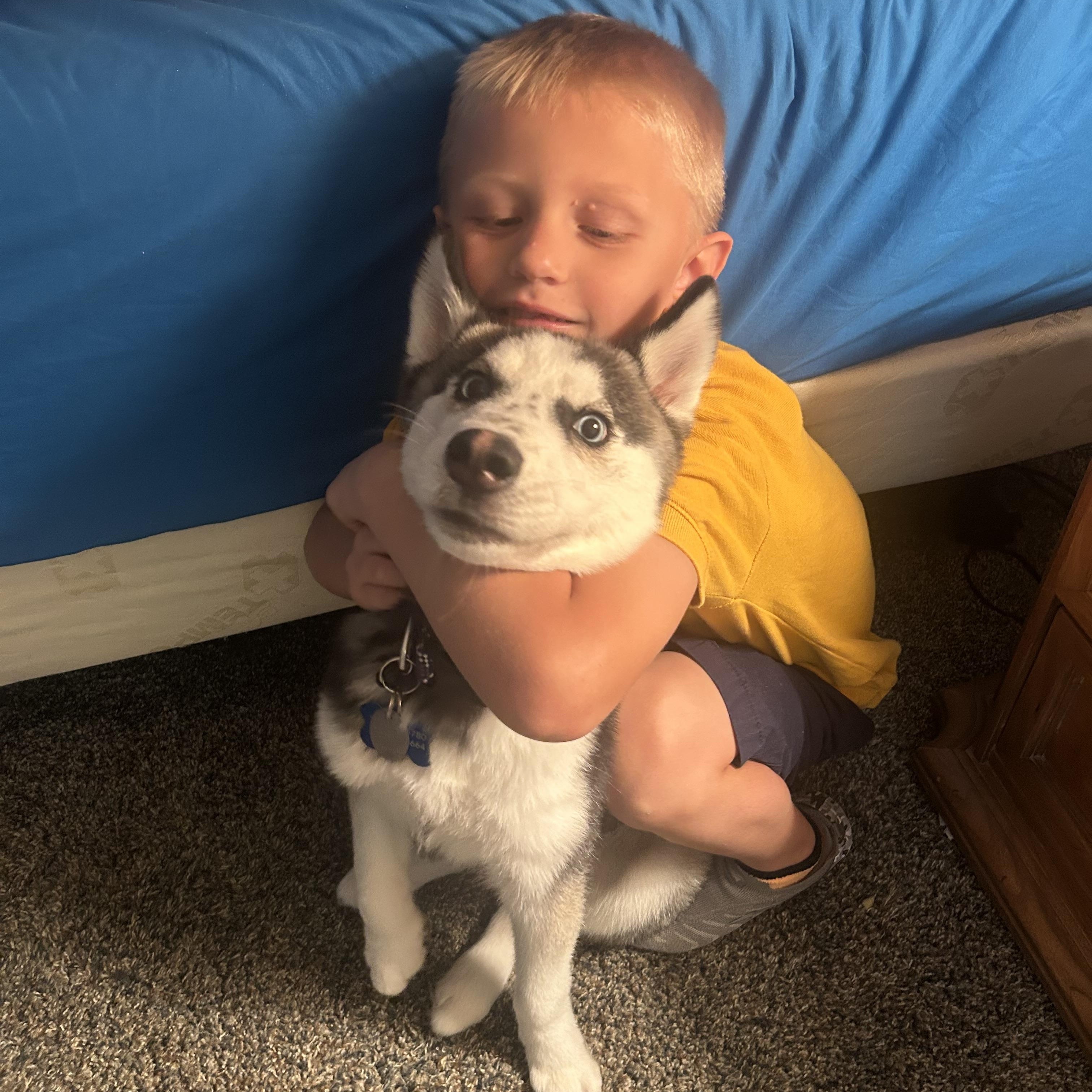 Enlarge Ryder, a Adopted Siberian Husky in Jasper, GA image 3/5