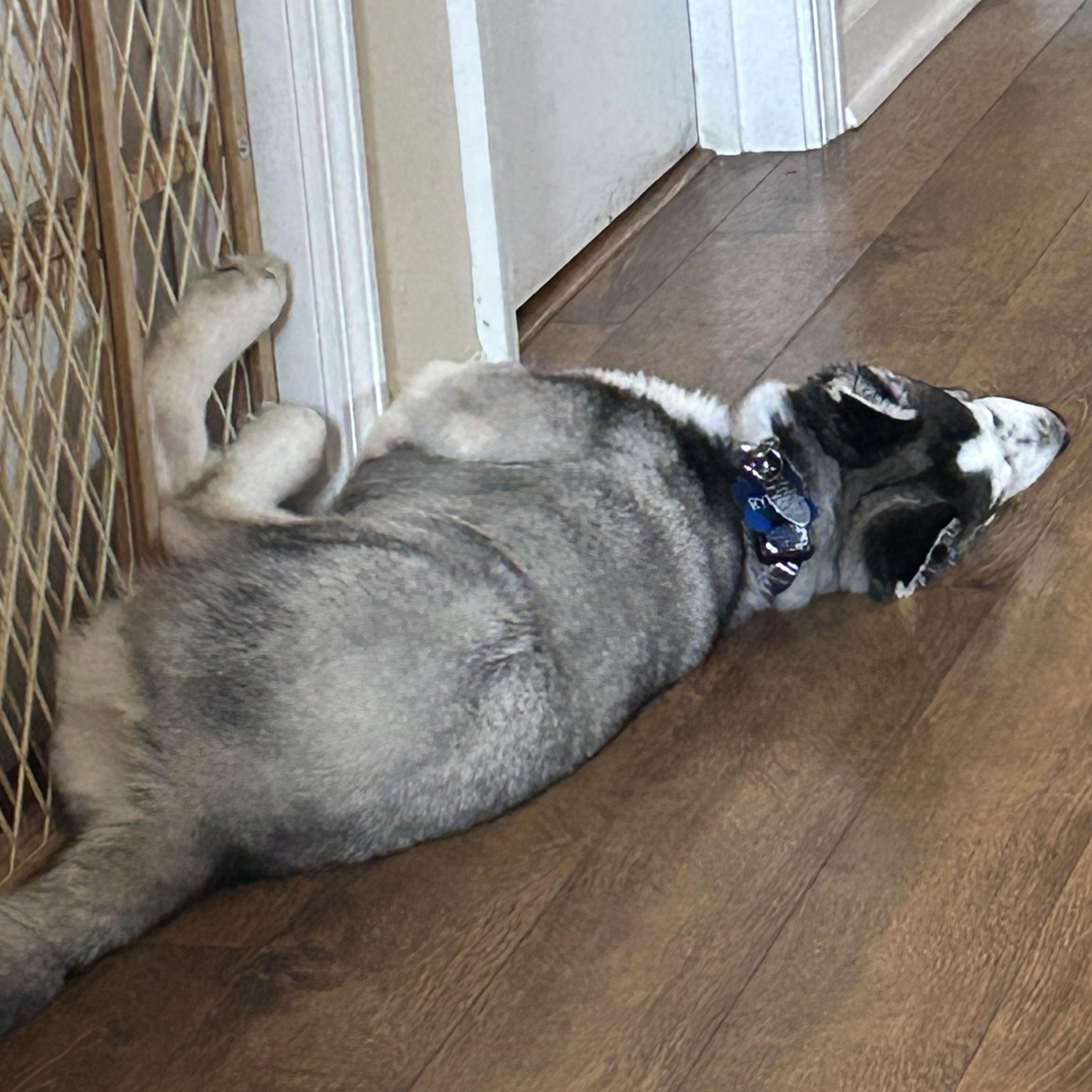 Enlarge Ryder, a Adopted Siberian Husky in Jasper, GA image 5/5