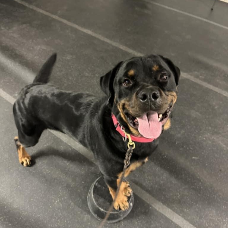 Bosco