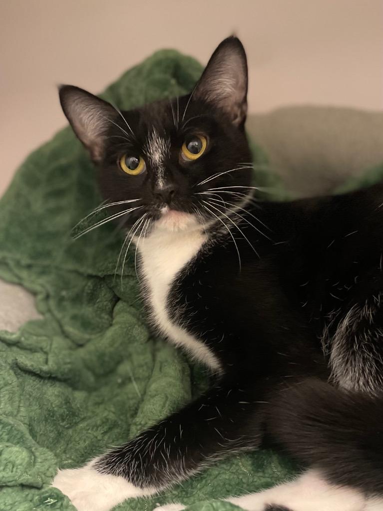 Enlarge Rainbow, a Adoptable mixed breed in Neosho, MO image 1/3