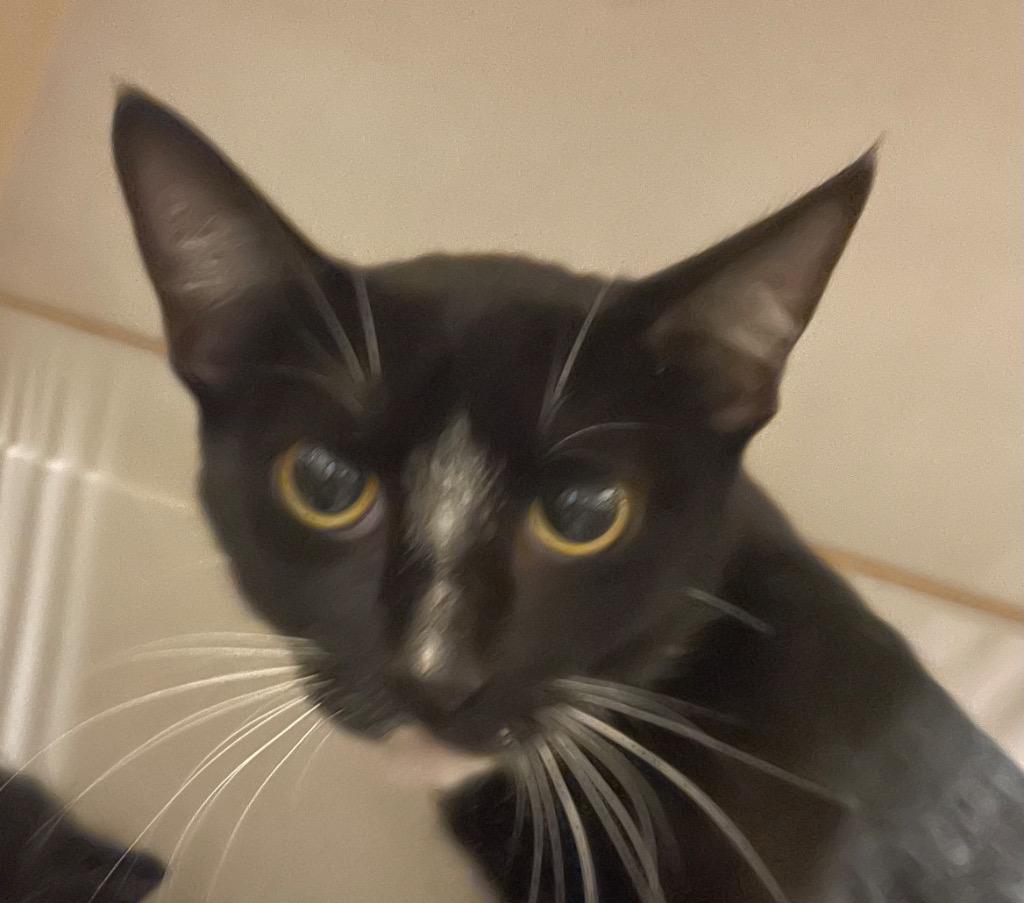 Enlarge Rainbow, a Adoptable mixed breed in Neosho, MO image 2/3