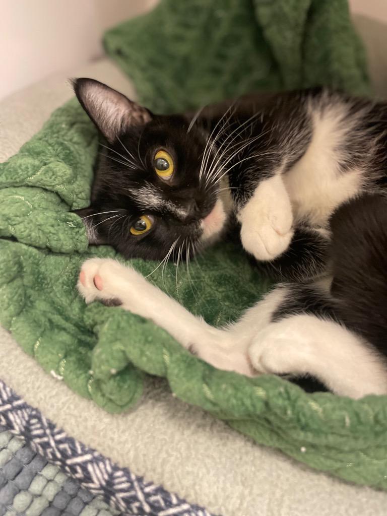 Enlarge Rainbow, a Adoptable mixed breed in Neosho, MO image 3/3