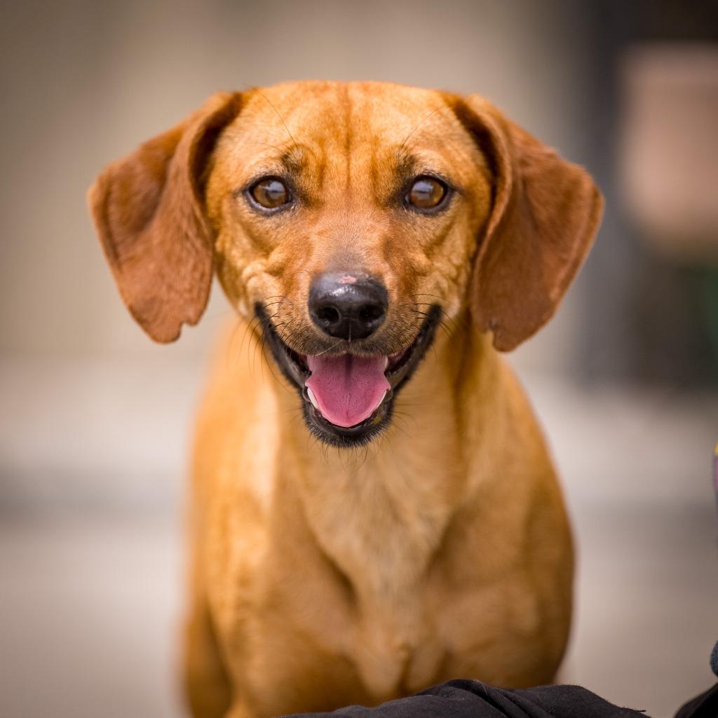 Enlarge Jack, a Adoptable mixed breed in Twentynine Palms, CA image 1/6