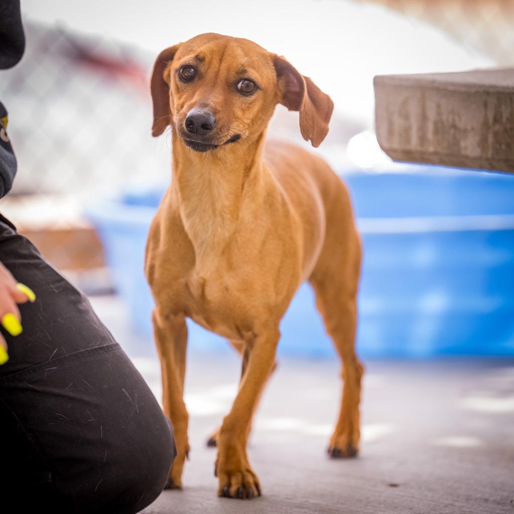 Enlarge Jack, a Adoptable mixed breed in Twentynine Palms, CA image 2/6