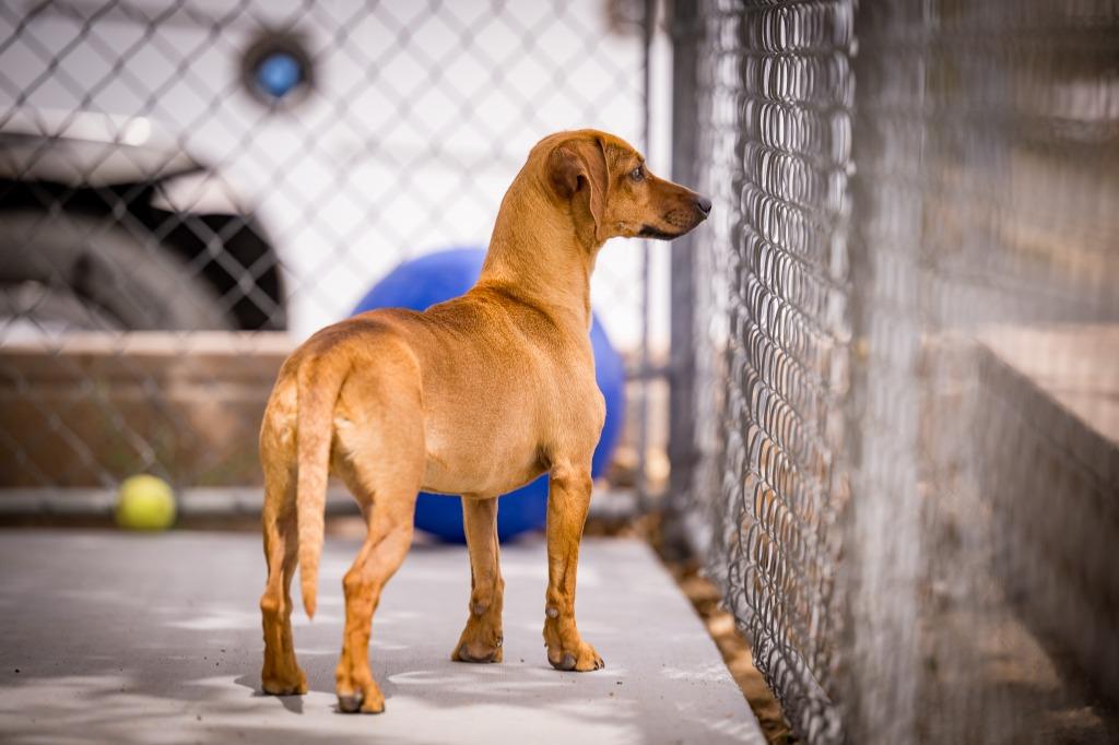 Enlarge Jack, a Adoptable mixed breed in Twentynine Palms, CA image 3/6