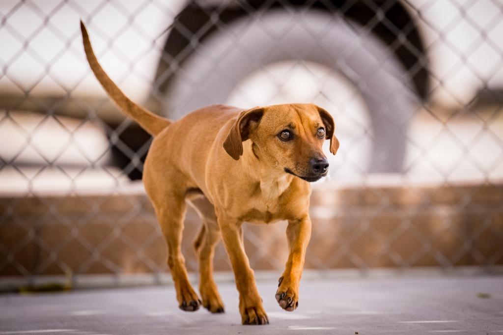 Enlarge Jack, a Adoptable mixed breed in Twentynine Palms, CA image 4/6