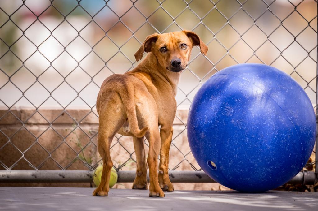 Enlarge Jack, a Adoptable mixed breed in Twentynine Palms, CA image 5/6
