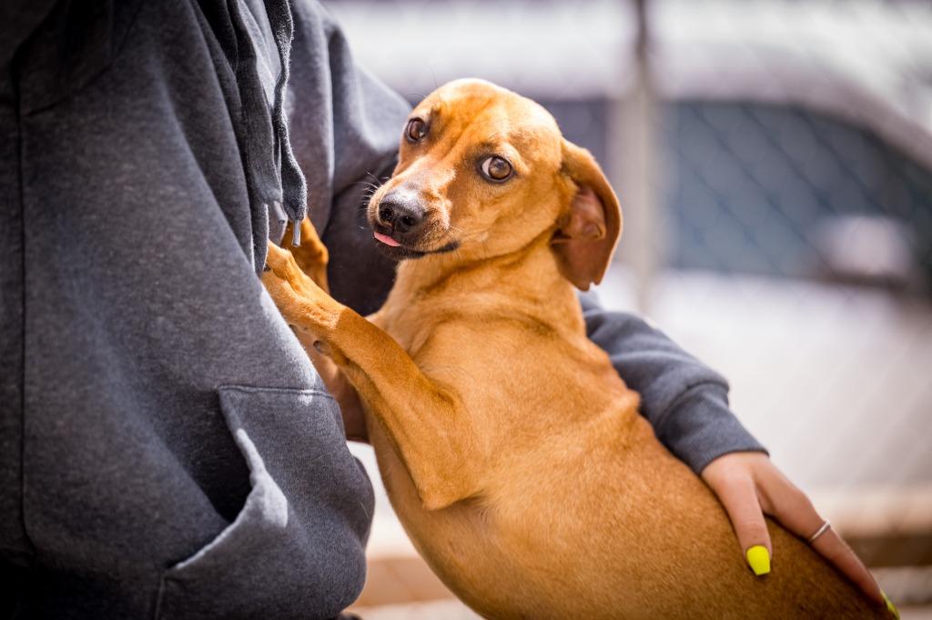 Enlarge Jack, a Adoptable mixed breed in Twentynine Palms, CA image 6/6