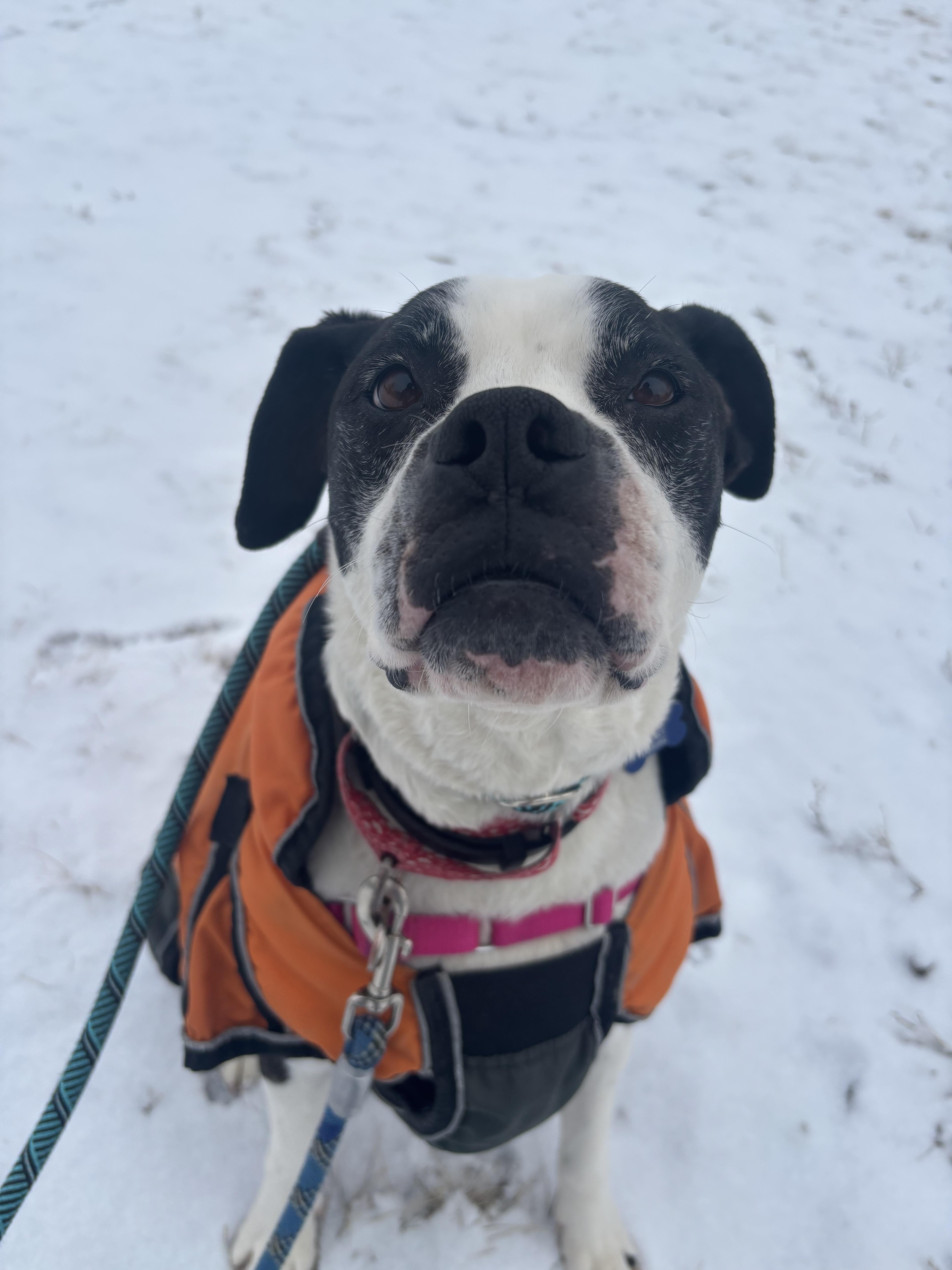 Enlarge sophie, a Adoptable mixed breed in Pueblo, CO image 5/6