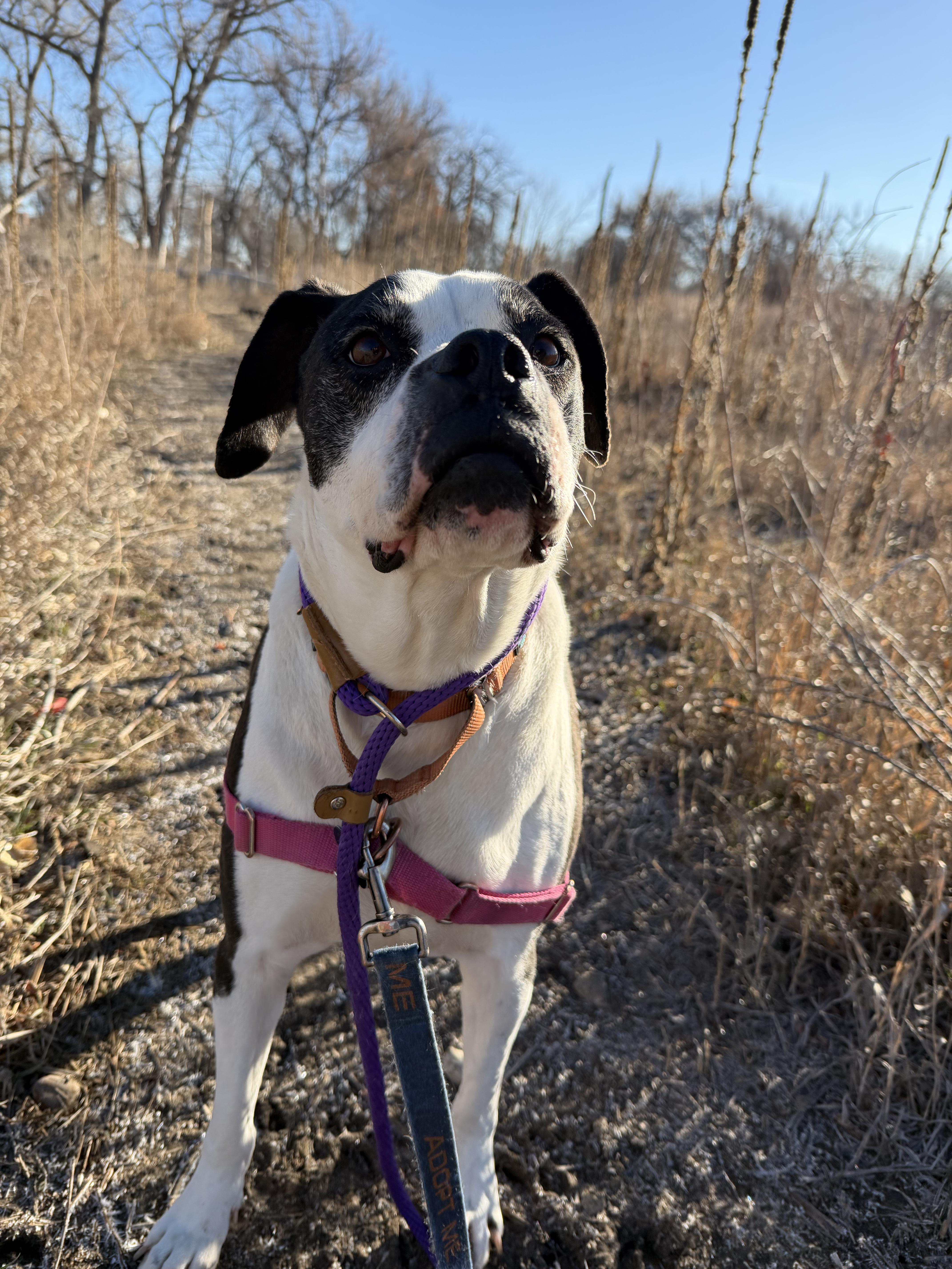 Enlarge sophie, a Adoptable mixed breed in Pueblo, CO image 6/6