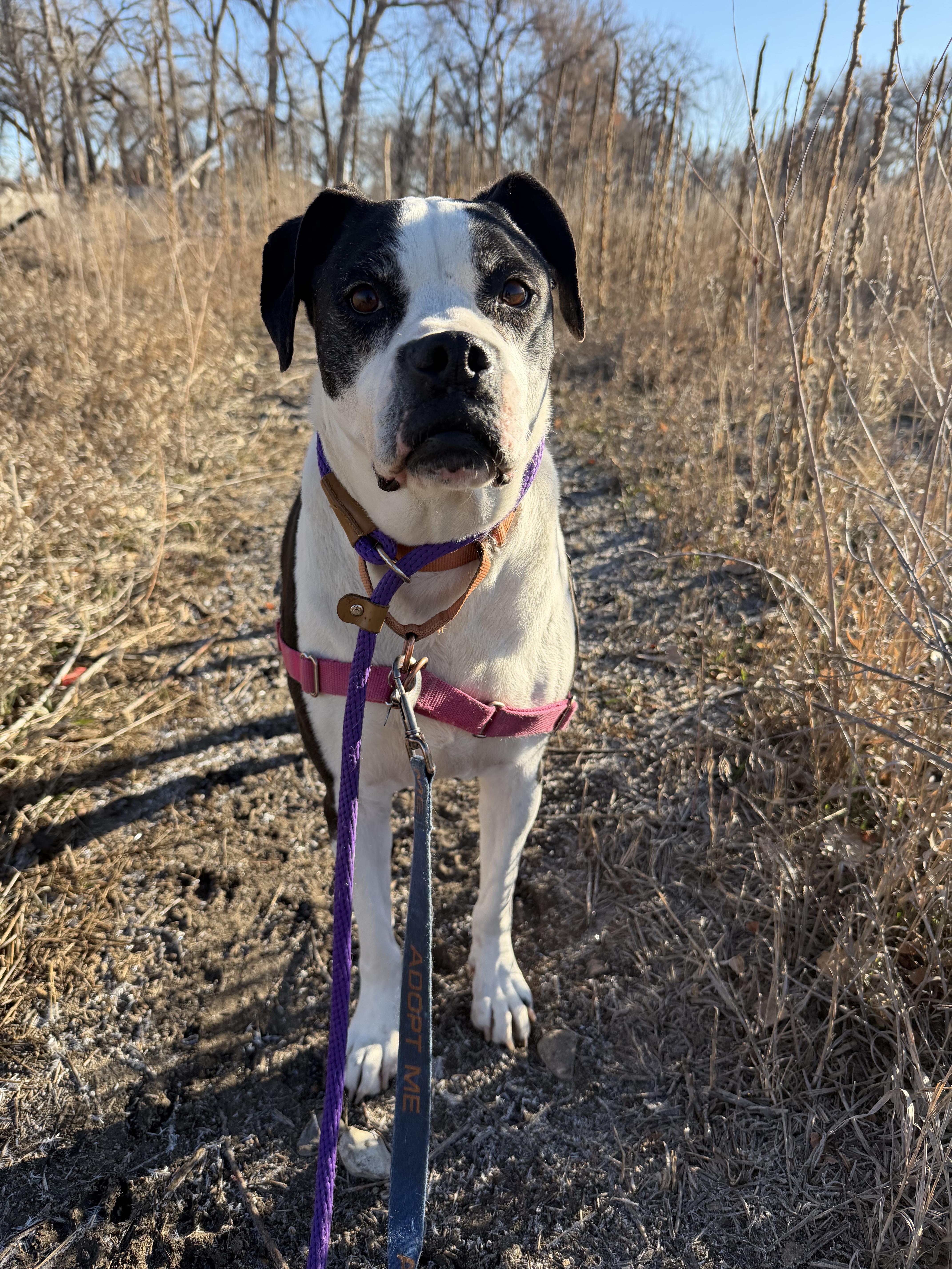 Enlarge sophie, a Adoptable mixed breed in Pueblo, CO image 1/6