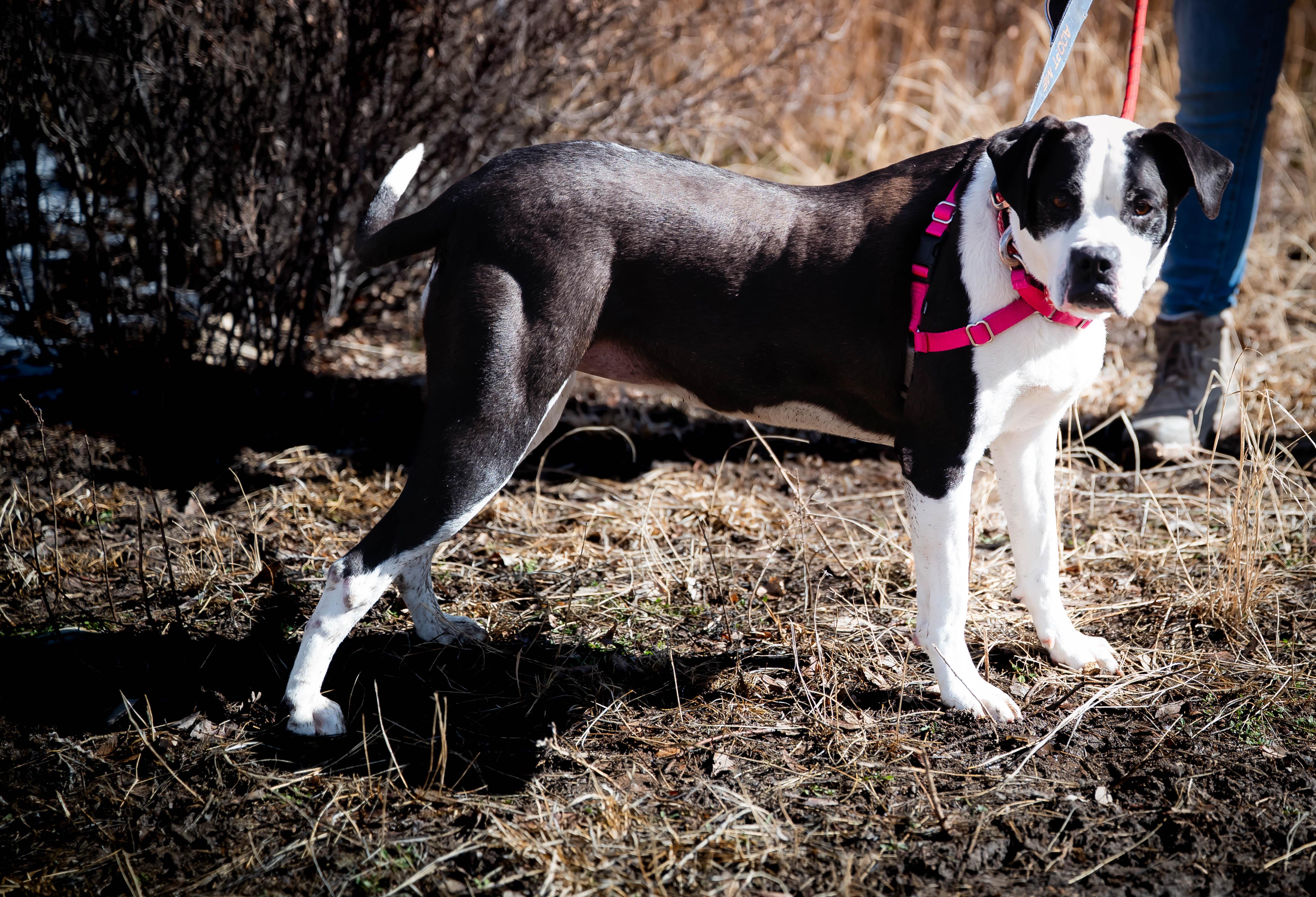 Enlarge sophie, a Adoptable mixed breed in Pueblo, CO image 3/6