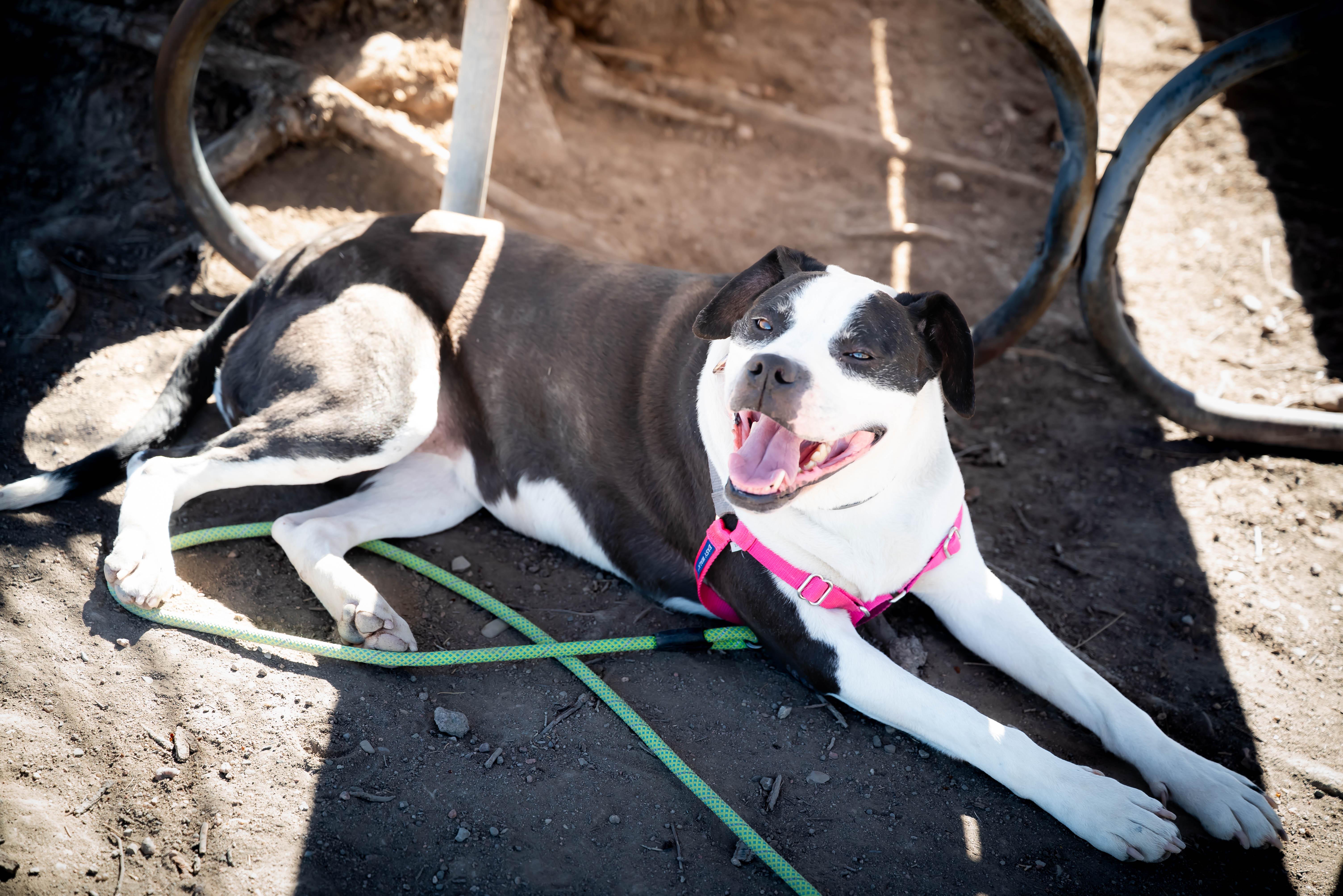 Enlarge sophie, a Adoptable mixed breed in Pueblo, CO image 4/6