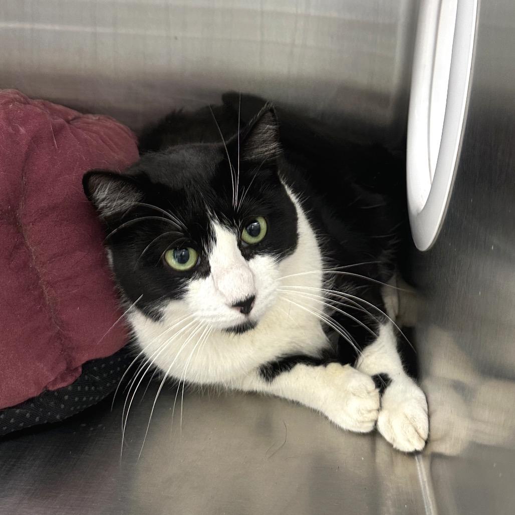 BGW, Adoptable, Adult Male Domestic Short Hair & Domestic Short Hair.