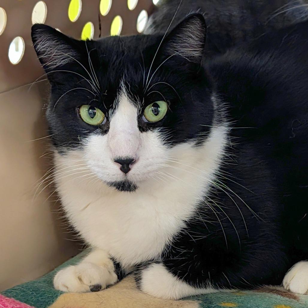 Enlarge BGW, a Adoptable mixed breed in East Smithfield , PA image 2/6