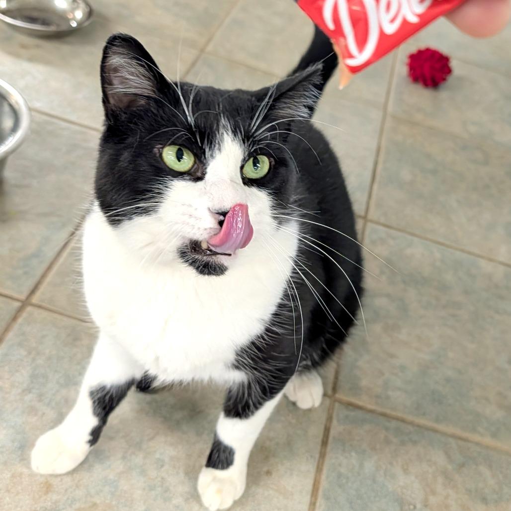 Enlarge BGW, a Adoptable mixed breed in East Smithfield , PA image 3/6