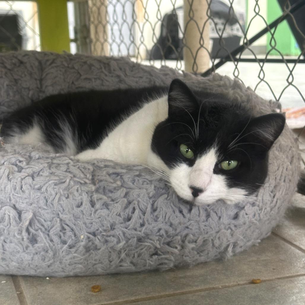 Enlarge BGW, a Adoptable mixed breed in East Smithfield , PA image 4/6