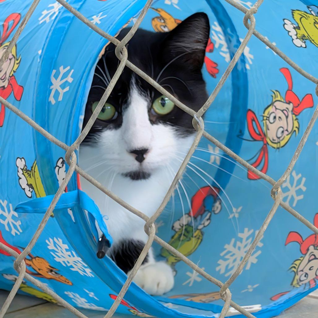 Enlarge BGW, a Adoptable mixed breed in East Smithfield , PA image 5/6