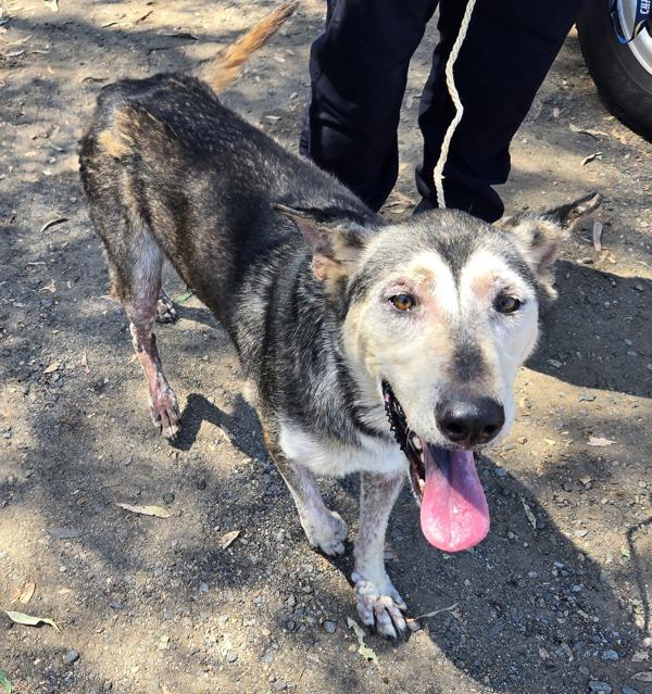Enlarge Madeline, a Adoptable mixed breed in Escondido, CA image 1/1