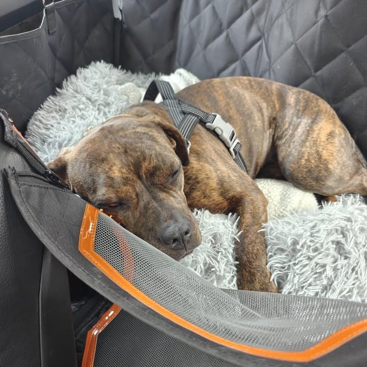 Peanut (20260223-01)