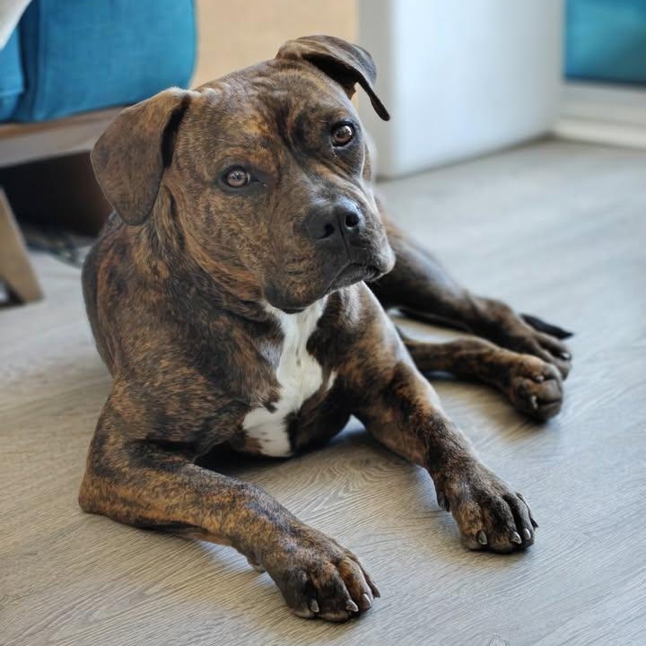 Peanut (20260223-01) — thumbnail 3