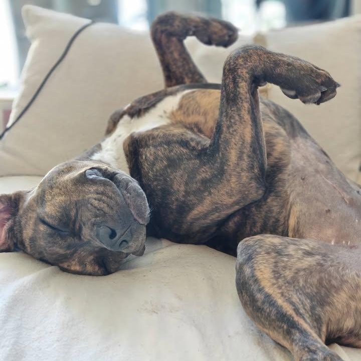 Peanut (20260223-01) — thumbnail 4